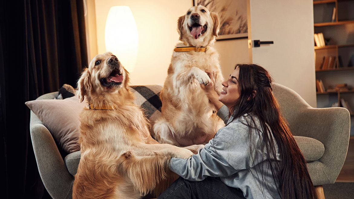 Eldora Golden Retrievers Nigeria - Tips and Tricks