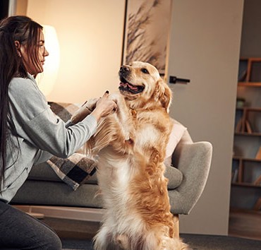 Eldora Golden Retrievers Nigeria - Tips and Tricks