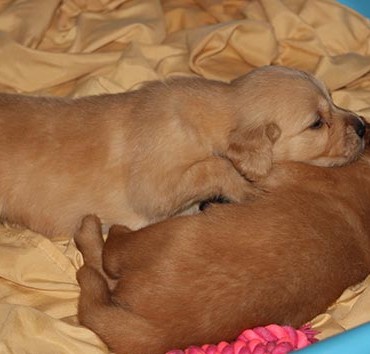 Eldora Golden Retrievers Nigeria_Golden 101_Post