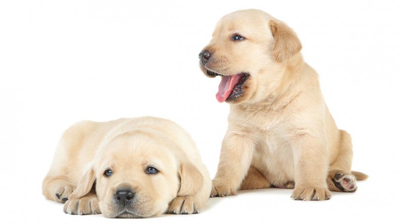 Golden 101: How to Care for a Golden Retriever Puppy