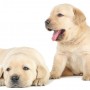 Golden 101: How to Care for a Golden Retriever Puppy