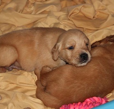 Eldora Golden Retrievers Nigeria_Golden 101_Post