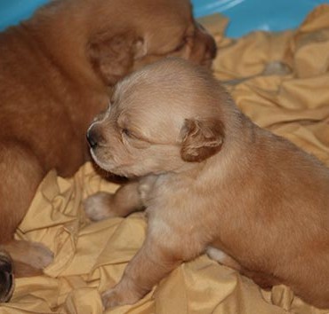 Eldora Golden Retrievers Nigeria_Golden 101_Post